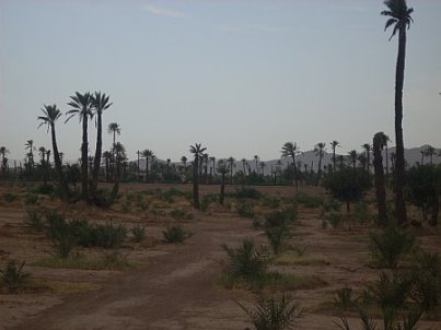 En Marrakech, tipico paisaje marroqui: palmeras y a lo lejos las montanas del Atlas
